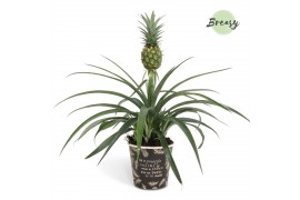 Ananas mi amigo potcover vitoria groen