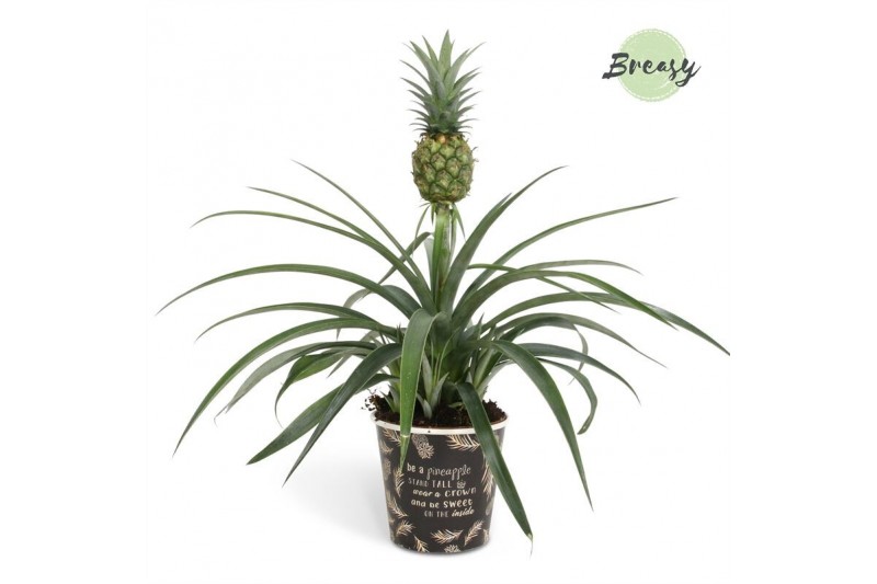 Ananas mi amigo potcover vitoria groen 