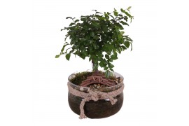 Bonsai mix 15cm ball shape in vase with rope