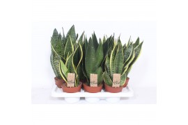 Sansevieria trifasciata mix