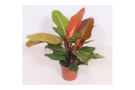 Philodendron prince of orange