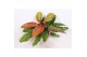 Philodendron prince of orange 