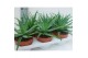 Aloe arborescens 
