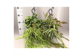 Rhipsalis mix 4 hangplant