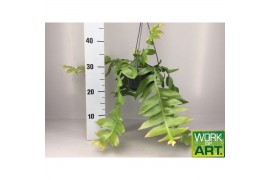 Epiphyllum chrysocardium hangplant