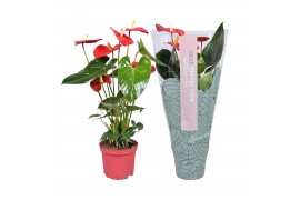 Anthurium andr. turenza Just perfection XL Flowers