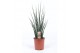 Sansevieria fernwood mikado 