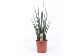 Sansevieria fernwood mikado