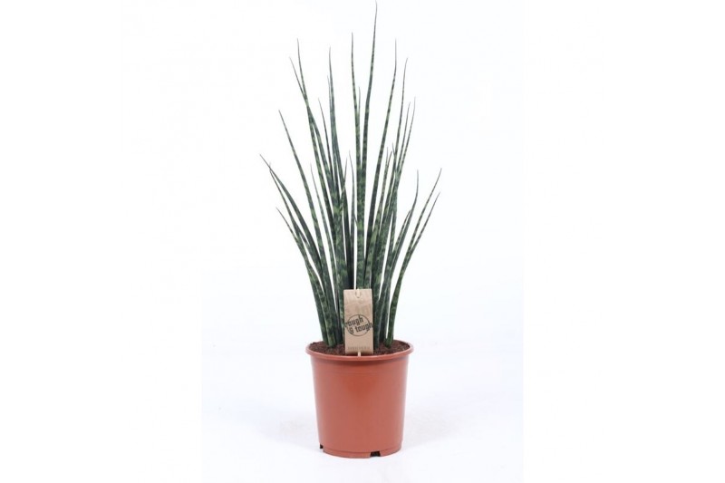 Sansevieria fernwood mikado 
