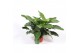 Philodendron imperial green 
