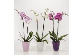 Phalaenopsis mix 2 tak in ton sur ton glas
