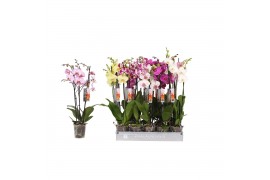 Phalaenopsis mix 7 kleuren 3 tak 22+