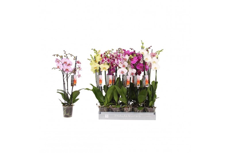 Phalaenopsis mix 7 kleuren 3 tak 22+ 