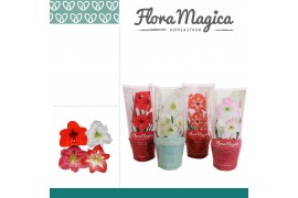 Hippeastrum mix 1 knop in flora magica hoes