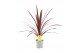 Cordyline australis red star rood 