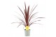 Cordyline australis red star rood 