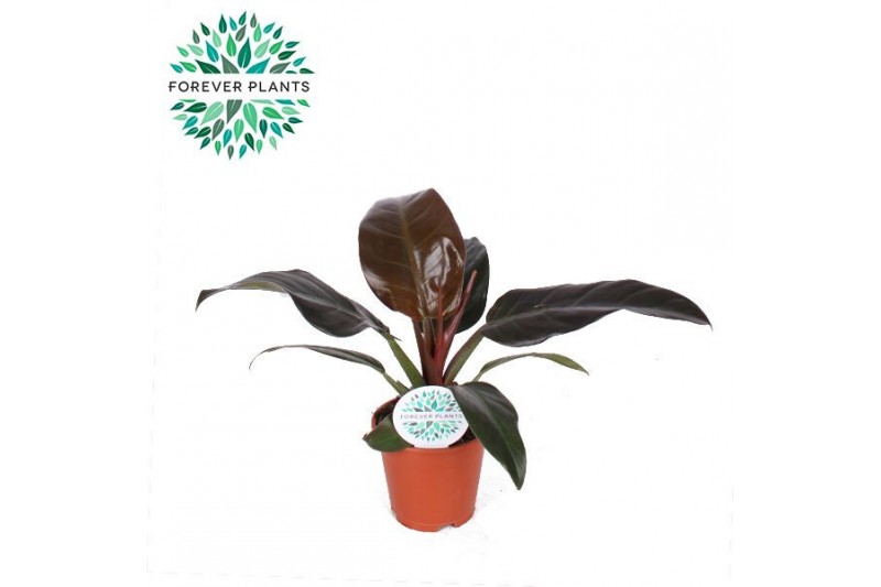 Philodendron imperial red 