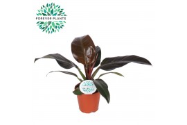 Philodendron imperial red wit 3-5 bloem, by nature