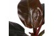Philodendron imperial red wit 3-5 bloem, by nature 
