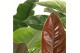 Philodendron mix 