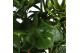 Kamerplanten groenmix 