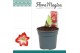 Hippeastrum exotic striped 2 knop 