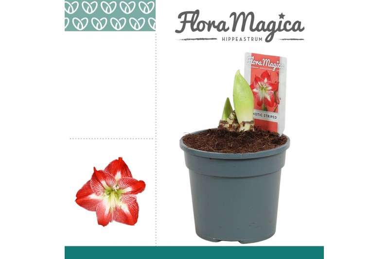 Hippeastrum exotic striped 2 knop 