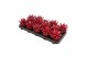Echeveria miranda coloured red 