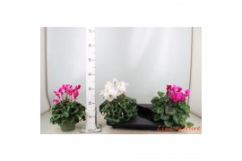 Cyclamen pers. perfetto synchro 27 cm diameter
