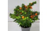 Solanum bartoli SOLANUM Bartoli  Megaball