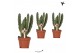 Cactus/succulent stapelia leendertziae Kolibri Greens Stapelia Leender 