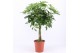 Schefflera arboricola nora 