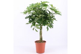 Schefflera arboricola nora