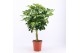 Schefflera arboricrola gold capel 