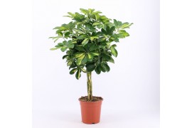 Schefflera arboricrola gold capel