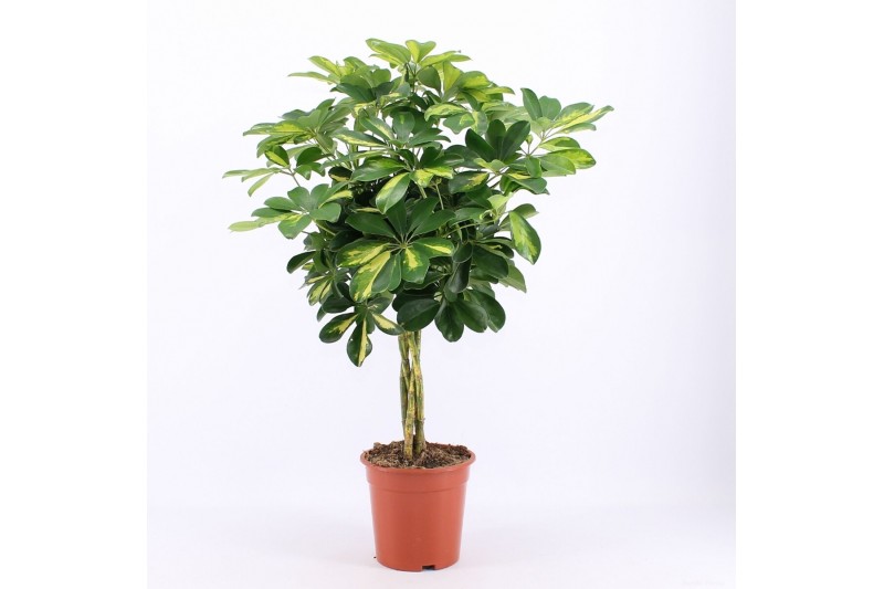 Schefflera arboricrola gold capel 