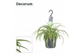 Chlorophytum comosum bonnie decorum hp