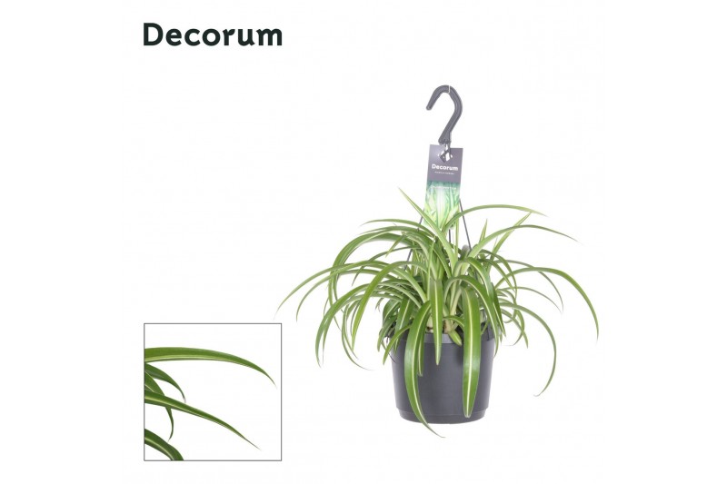 Chlorophytum comosum bonnie decorum hp 