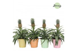Ananas mi amigo Orlando keramiek
