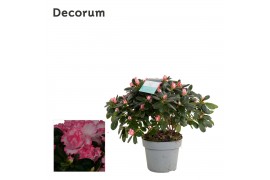 Rhododendron simsii hellmut vogel bont decorum