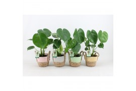 Monstera deliciosa in noah mand pastel