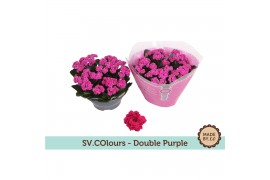 Kalanchoe rosalina paars in sv.colours hoes