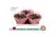 Kalanchoe rosalina paars in sv.colours hoes 