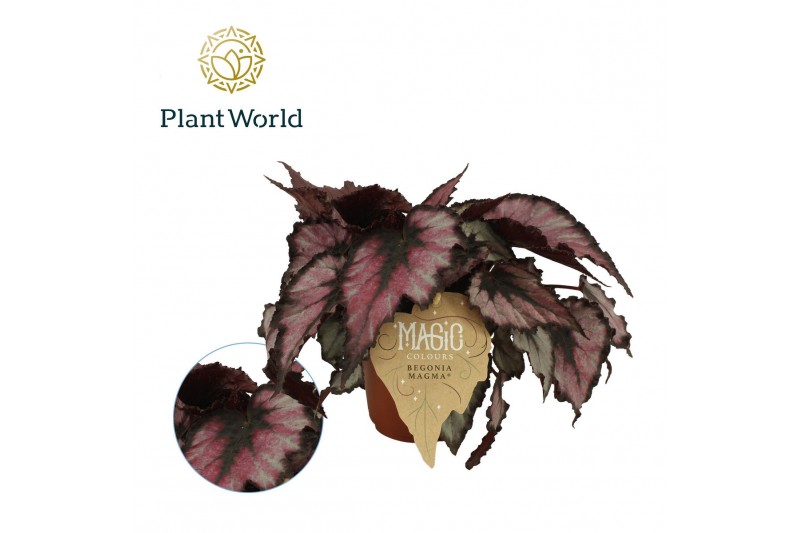 Begonia blad magic colours magma rex 