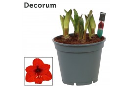 Hippeastrum multiflora royal red 6/7 steel decorum