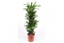 Dracaena fragr. golden coast vertakt