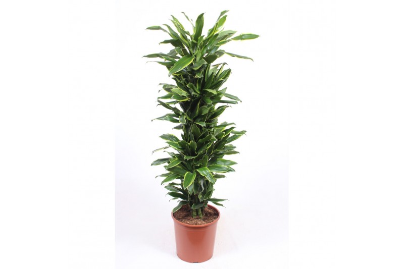 Dracaena fragr. golden coast vertakt 