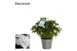 Rhododendron simsii aiko white Azalea Aiko Wit 12cm - Decorum