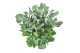 Crassula arborescens subsp. undil. curly green xxl 