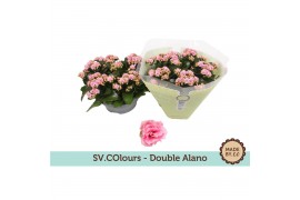 Kalanchoe rosalina alano bicolor double alano in box